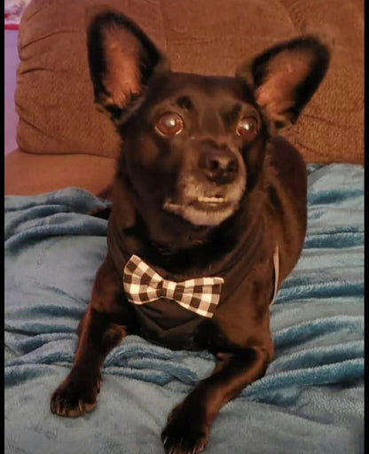 A small black dog wearing a black shirt and a brown-and-white gingham bow tie, lying on a blue blanket in front of a brown couch.
