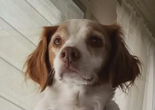 A close-up shot of a brown and white dog looking directly at the camera, positioned indoors against a white paneled wall and curtain background.